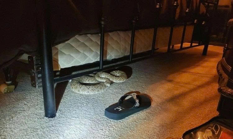 3 chỗ trong nhà rắn thích trú nhất- Ảnh 2.