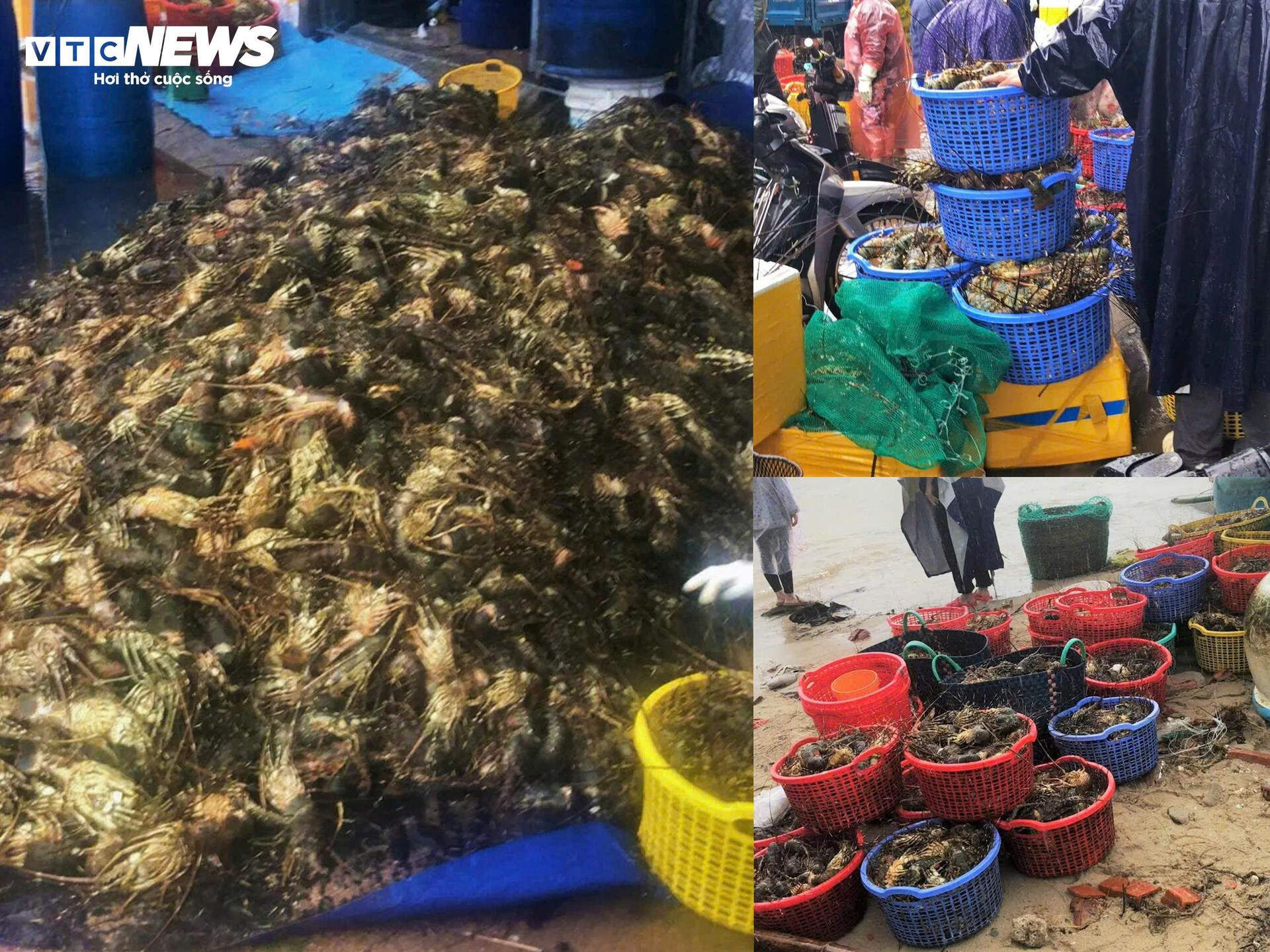 Bán tôm hùm 150.000 đồng/kg sau lũ dữ, người dân Đắk Lắk trắng tay- Ảnh 3.