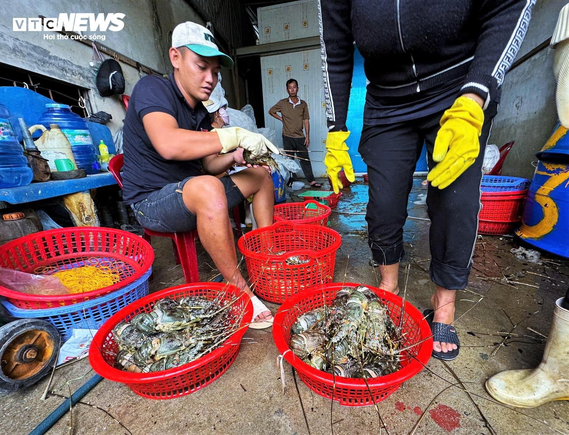 Bán tôm hùm 150.000 đồng/kg sau lũ dữ, người dân Đắk Lắk trắng tay- Ảnh 5.