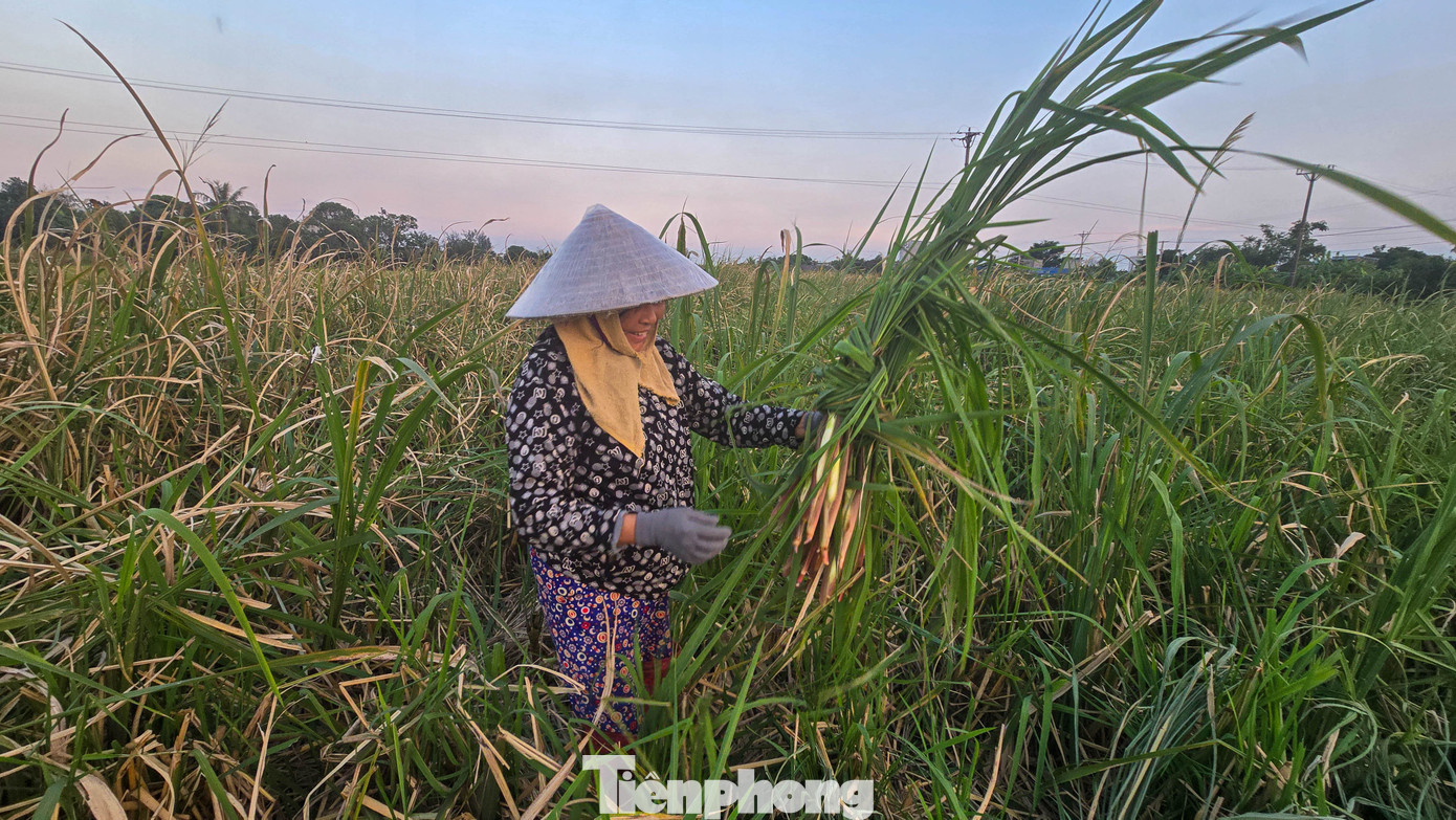 Loại củ mỗi năm chỉ có một lần, ăn giòn ngọt, nguyên vị sương sớm gây thương nhớ- Ảnh 8.