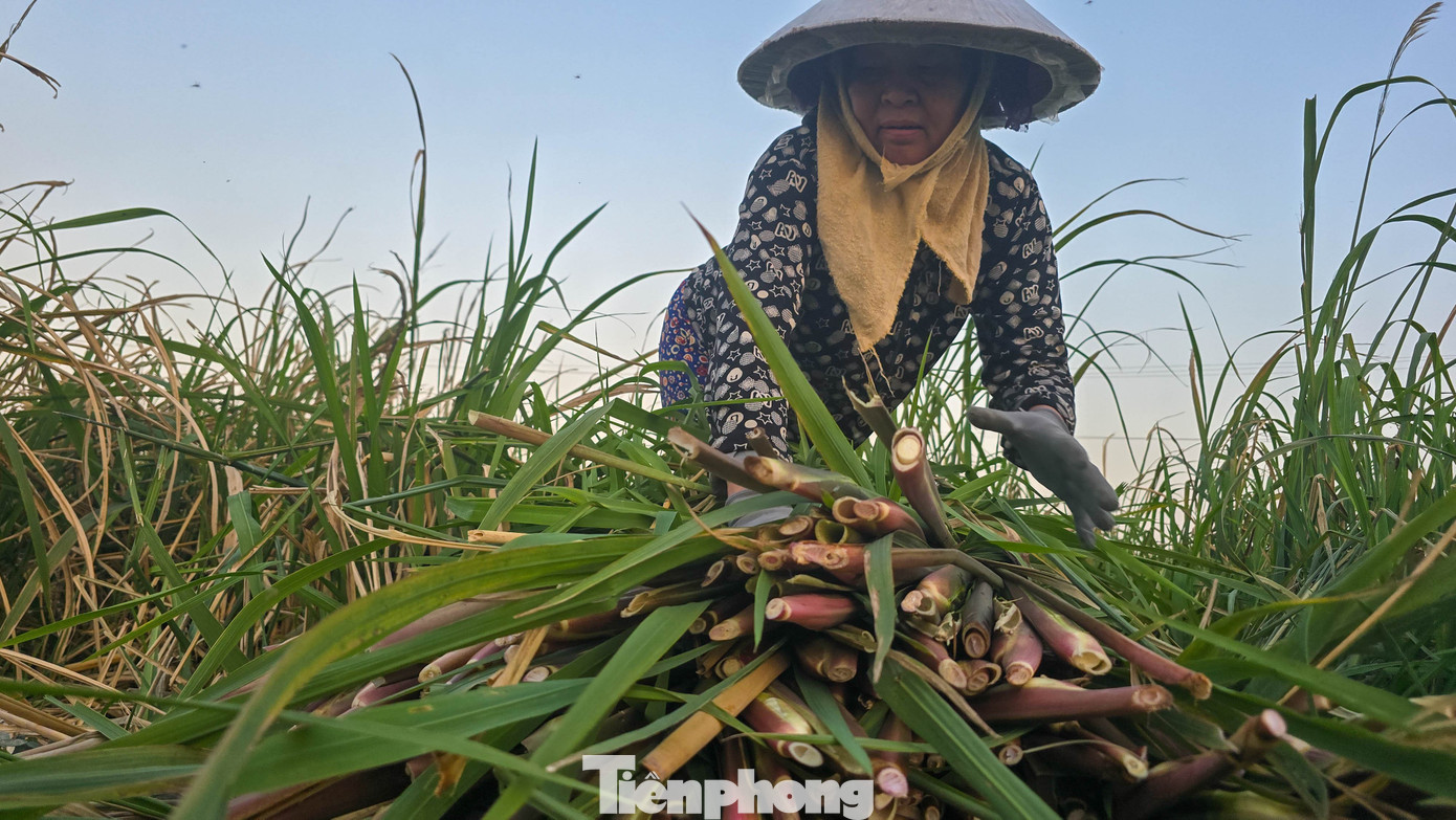 Loại củ mỗi năm chỉ có một lần, ăn giòn ngọt, nguyên vị sương sớm gây thương nhớ- Ảnh 9.