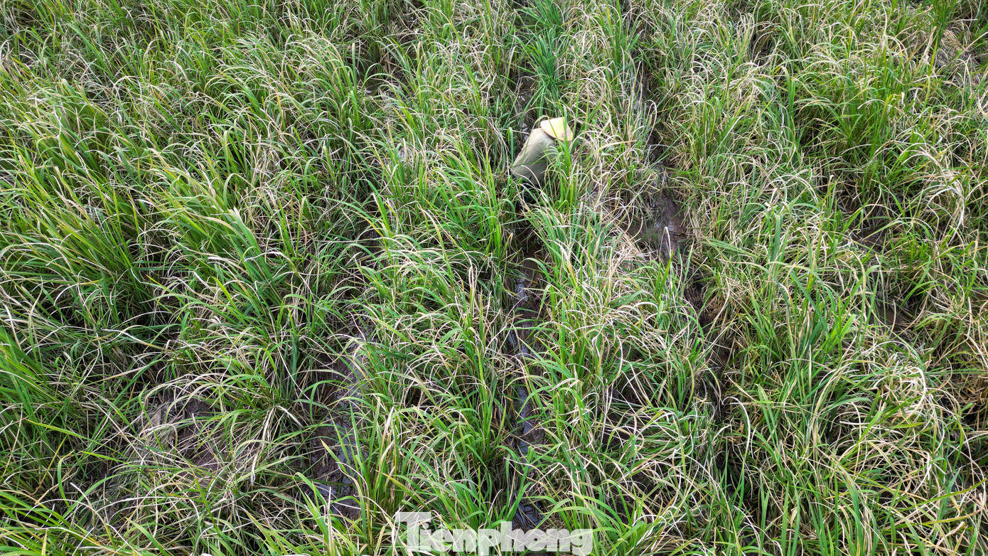 Loại củ mỗi năm chỉ có một lần, ăn giòn ngọt, nguyên vị sương sớm gây thương nhớ- Ảnh 11.