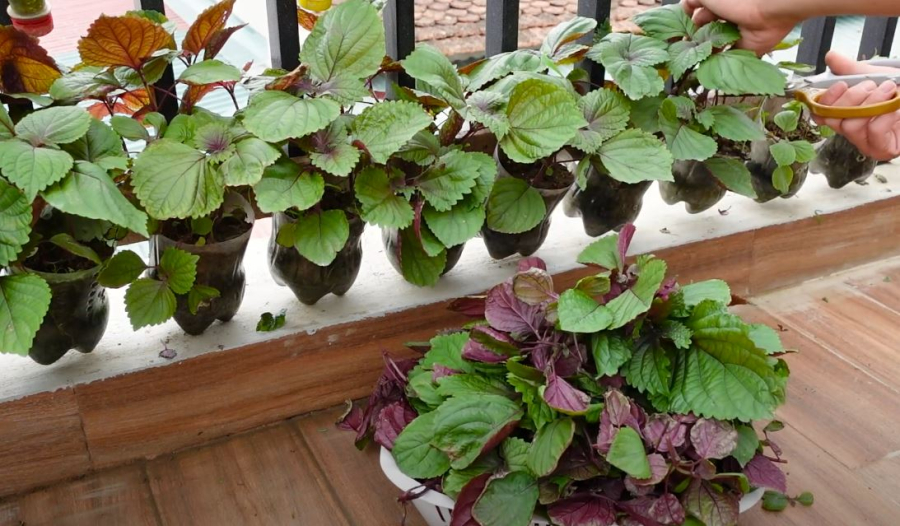 3 loại rau Việt Nam có sẵn, dễ trồng: Đuổi muỗi hiệu quả không ngờ tới- Ảnh 3.