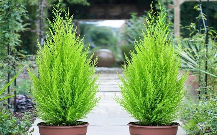 8 loại cây cảnh không phù hợp đặt ở phòng làm việc- Ảnh 2.