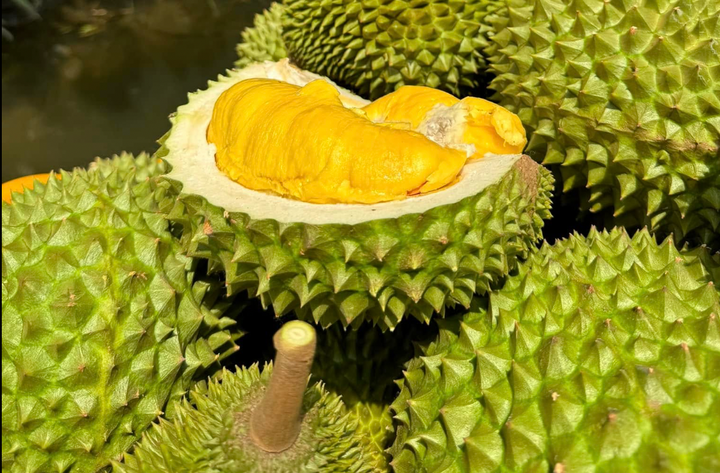 Cách phân biệt sầu Thái và sầu Ri6- Ảnh 2.