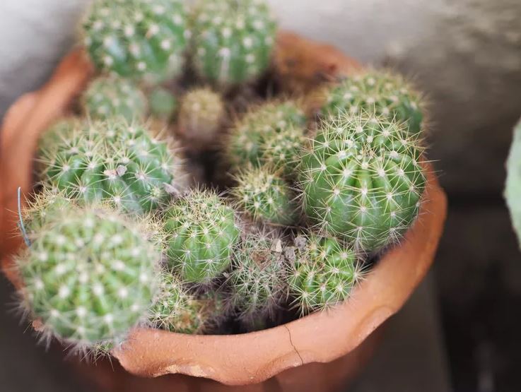 Nhiều người đặt 8 loại cây này trong phòng ngủ — và đó là sai lầm lớn- Ảnh 7.