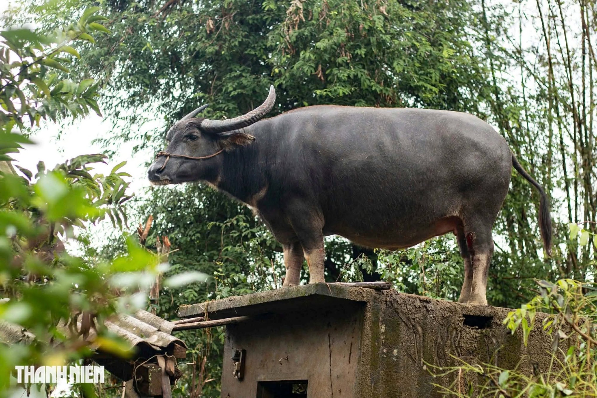 Con trâu lạc lên mái nhà sau mưa lũ, mắc kẹt gần một tuần: Bất ngờ cách đưa xuống- Ảnh 3. Con trâu lạc lên mái nhà sau mưa lũ, mắc kẹt gần một tuần: Bất ngờ cách đưa xuống- Ảnh 3.