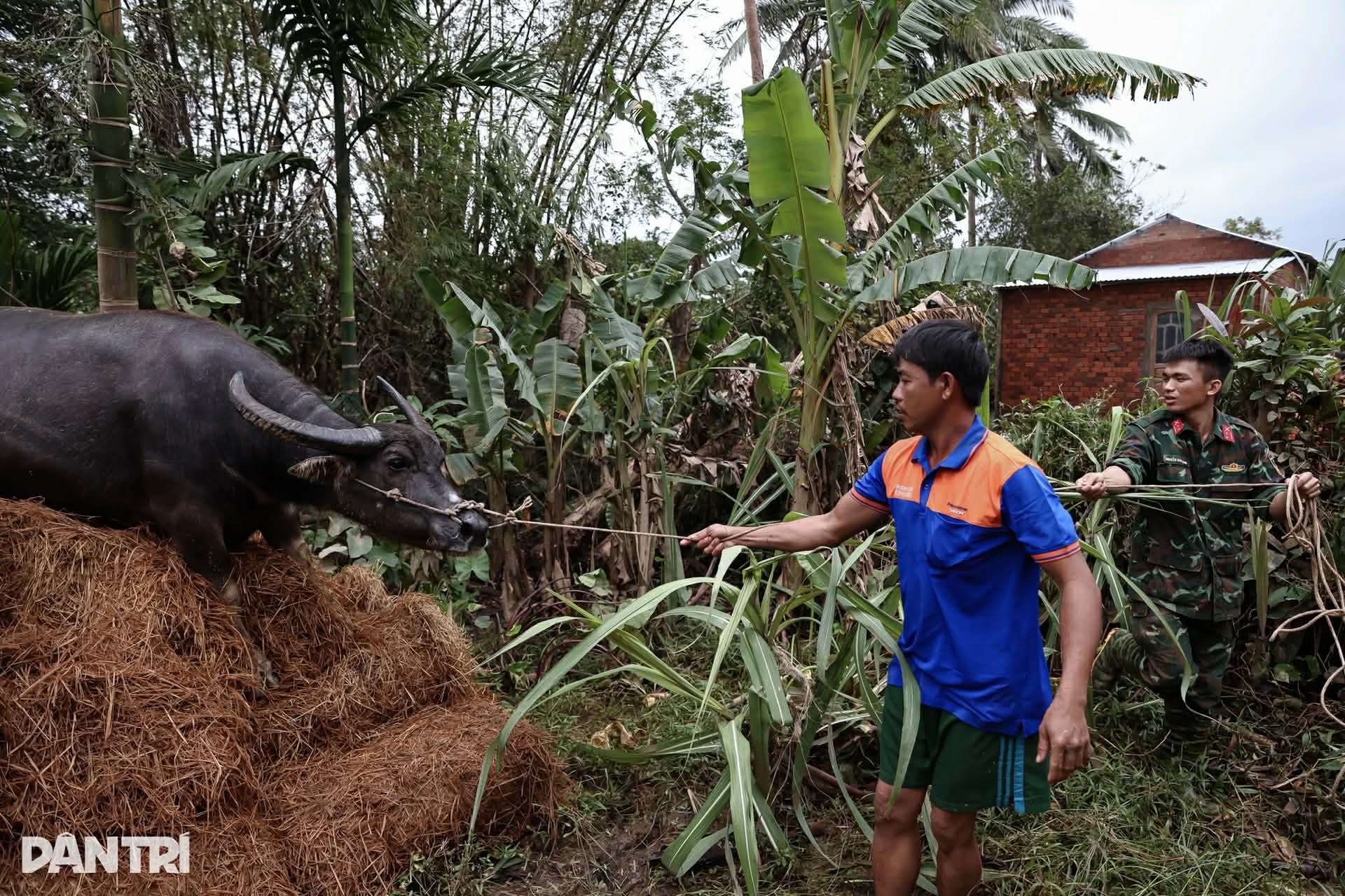 Con trâu lạc lên mái nhà sau mưa lũ, mắc kẹt gần một tuần: Bất ngờ cách đưa xuống- Ảnh 1. Con trâu lạc lên mái nhà sau mưa lũ, mắc kẹt gần một tuần: Bất ngờ cách đưa xuống- Ảnh 1.