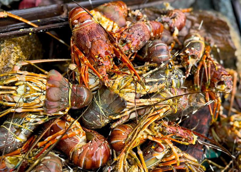 Tôm hùm chết sạch, chất đống bốc mùi hôi thối sau lũ- Ảnh 10.