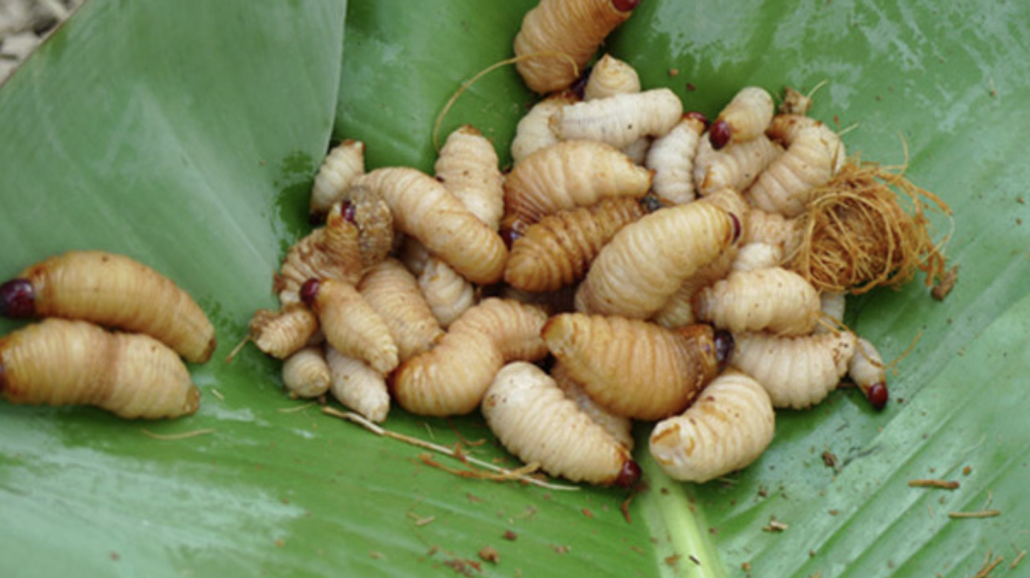 4 món đặc sản châu Á phải ăn tươi sống, Việt Nam cũng "góp mặt" một món- Ảnh 4.