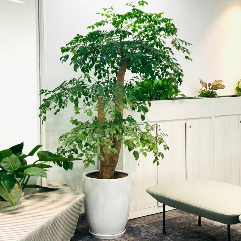 Ông bà dặn: Ông bà dặn: