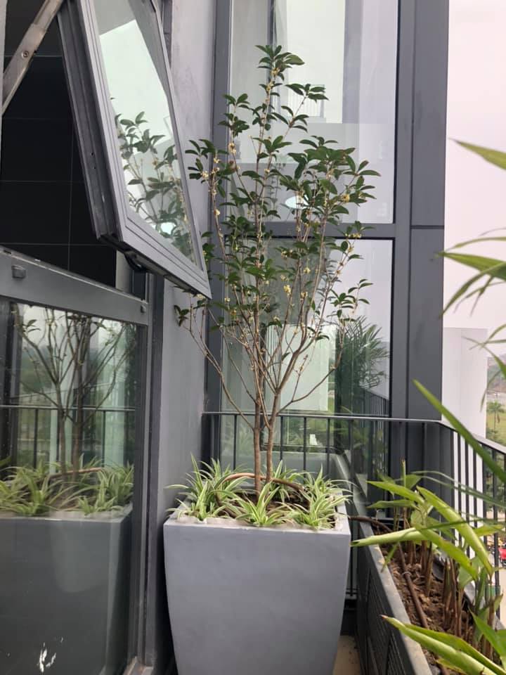 Sân nhà trồng 3 loại cây này: Càng trồng càng thấy nhà ấm, lộc về kín cổng- Ảnh 18.