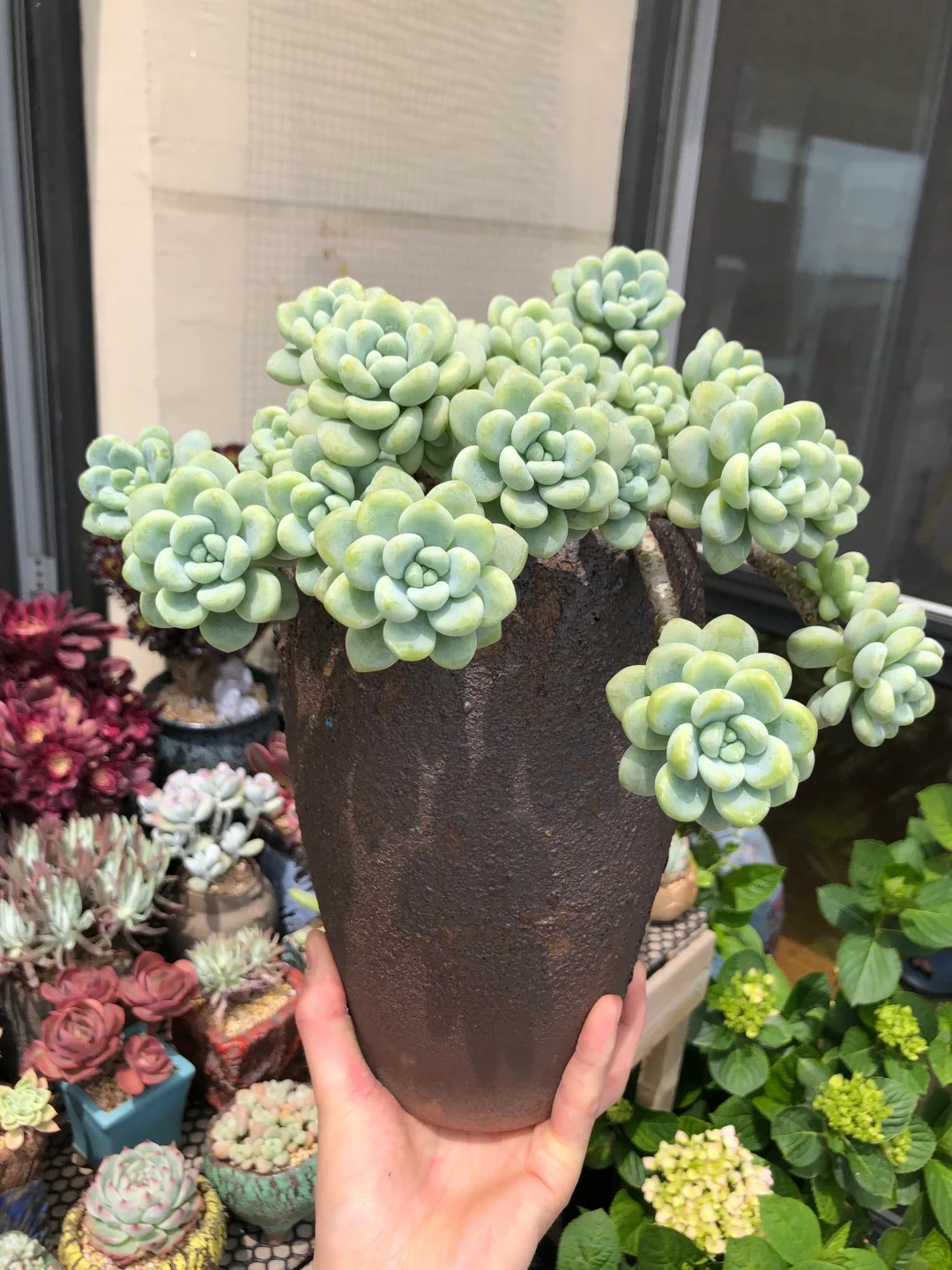 Trồng sen đá, xương rồng là tụ tài hay phá tài? Câu trả lời không chỉ nằm ở cái chậu cây- Ảnh 6. Trồng sen đá, xương rồng là tụ tài hay phá tài? Câu trả lời không chỉ nằm ở cái chậu cây- Ảnh 6.