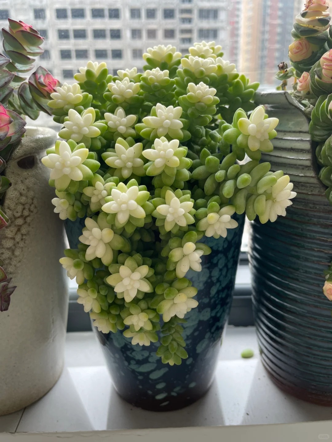 Trồng sen đá, xương rồng là tụ tài hay phá tài? Câu trả lời không chỉ nằm ở cái chậu cây- Ảnh 11. Trồng sen đá, xương rồng là tụ tài hay phá tài? Câu trả lời không chỉ nằm ở cái chậu cây- Ảnh 11.