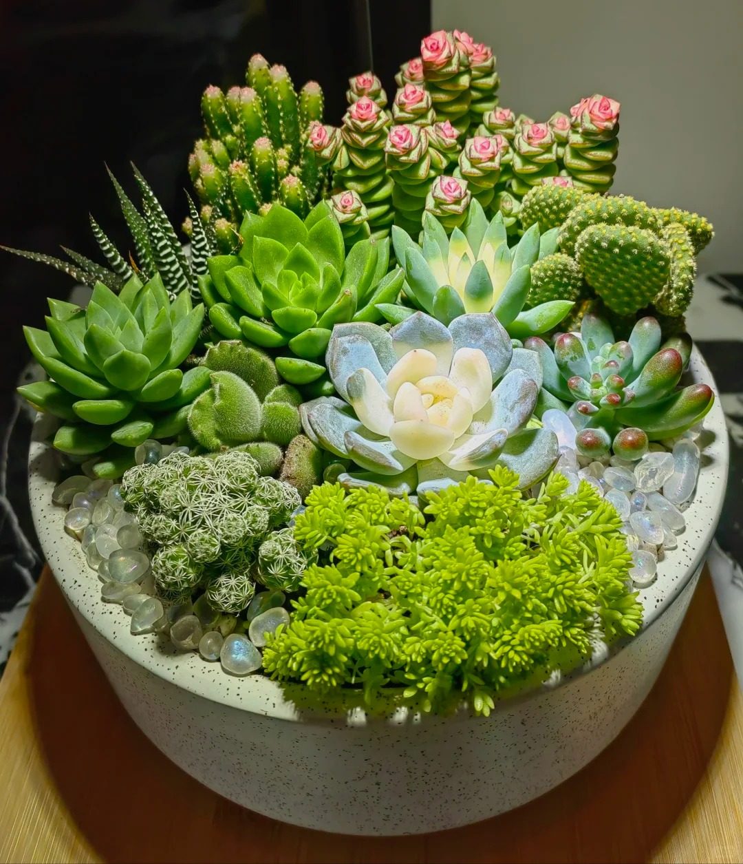 Trồng sen đá, xương rồng là tụ tài hay phá tài? Câu trả lời không chỉ nằm ở cái chậu cây- Ảnh 5. Trồng sen đá, xương rồng là tụ tài hay phá tài? Câu trả lời không chỉ nằm ở cái chậu cây- Ảnh 5.