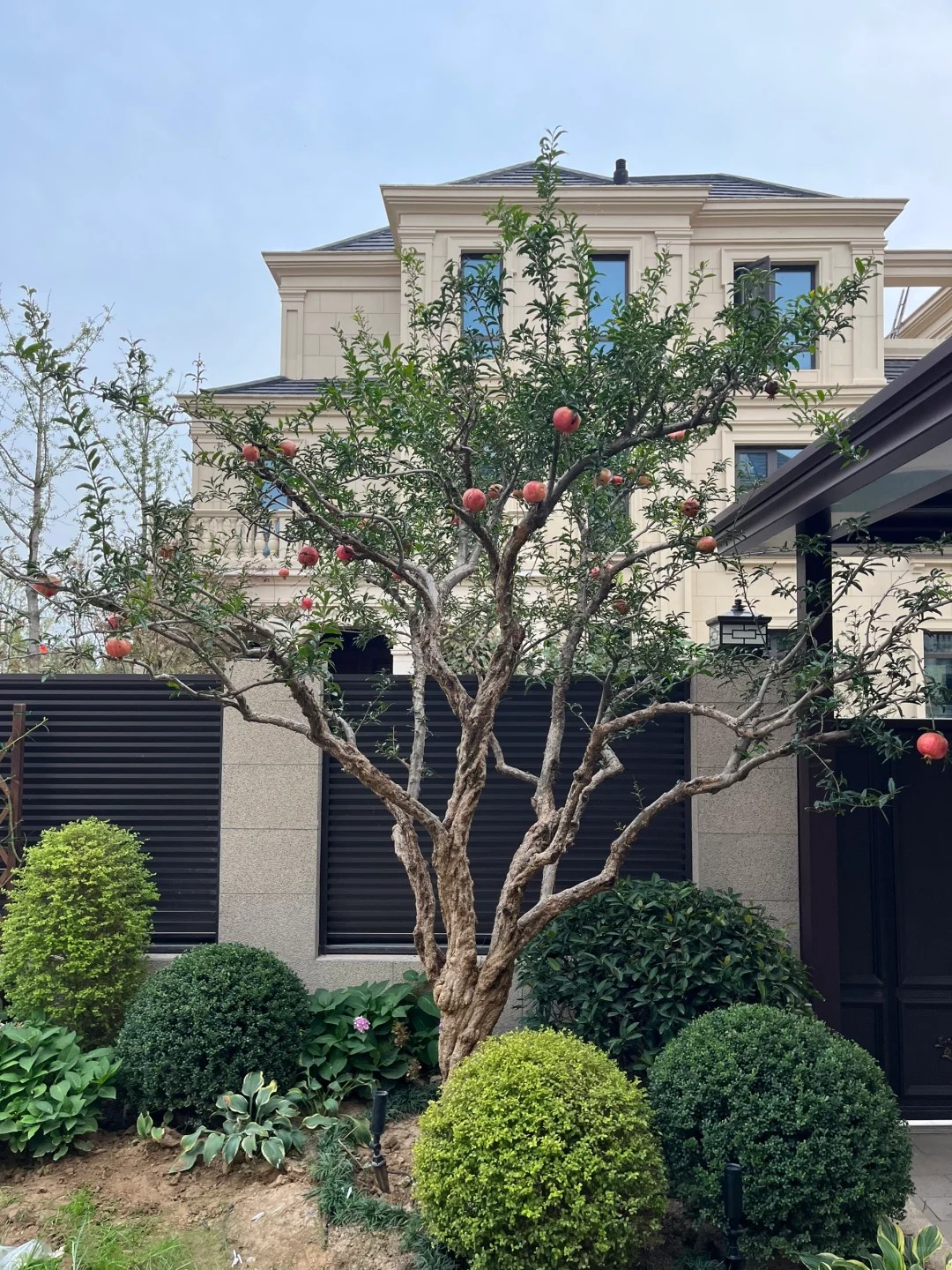 Sân nhà trồng 3 loại cây này: Càng trồng càng thấy nhà ấm, lộc về kín cổng- Ảnh 7.