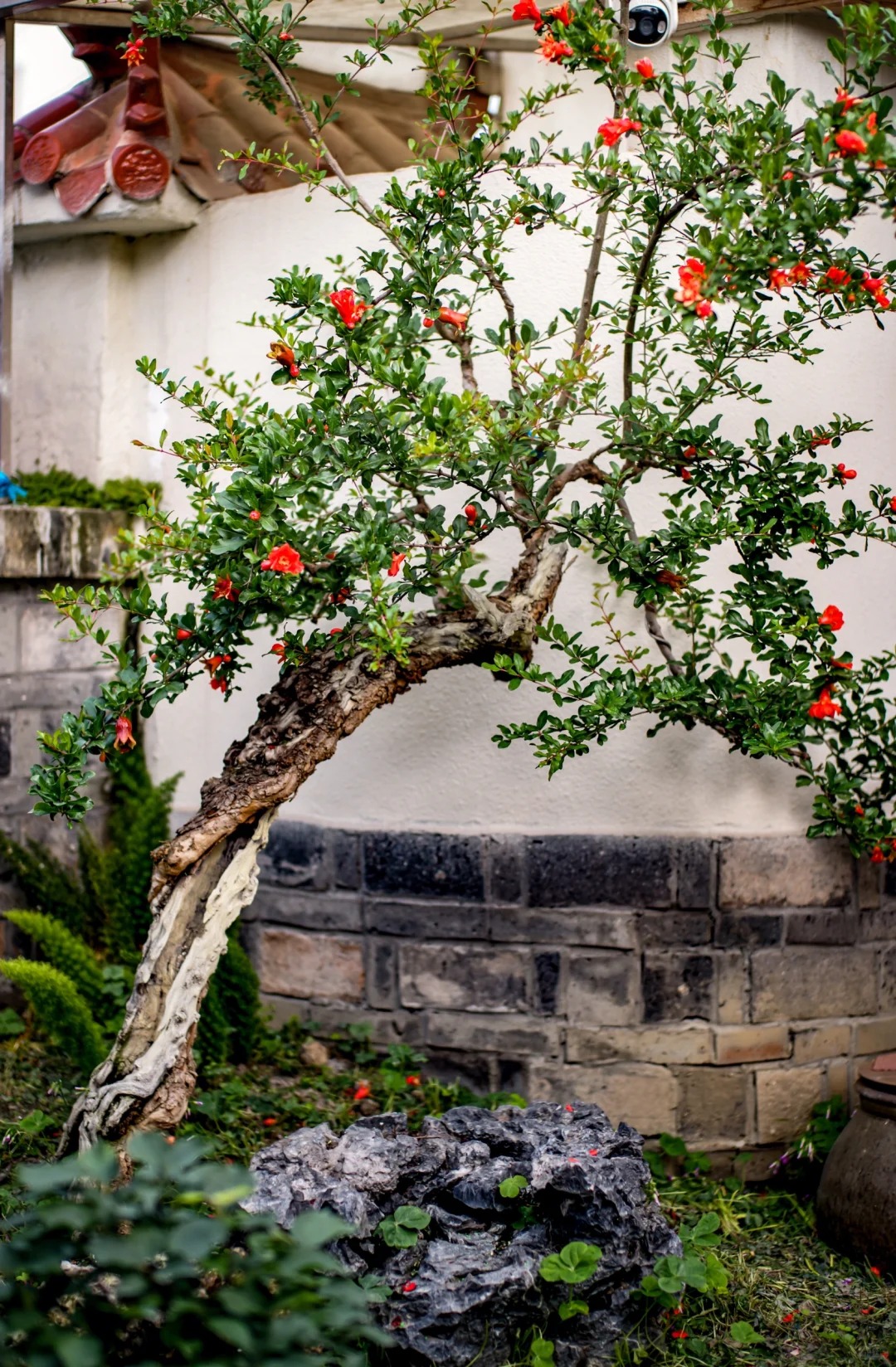 Sân nhà trồng 3 loại cây này: Càng trồng càng thấy nhà ấm, lộc về kín cổng- Ảnh 9.