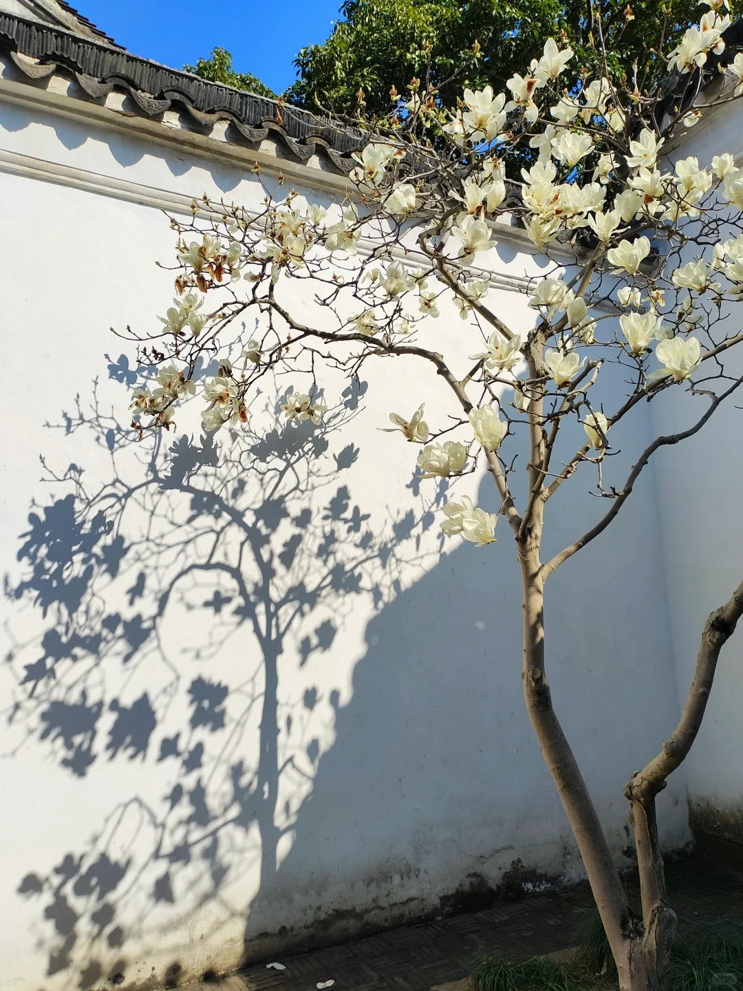 Sân nhà trồng 3 loại cây này: Càng trồng càng thấy nhà ấm, lộc về kín cổng- Ảnh 6.