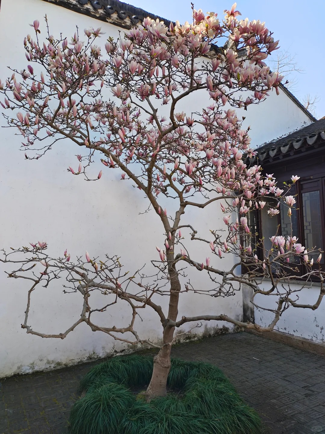 Sân nhà trồng 3 loại cây này: Càng trồng càng thấy nhà ấm, lộc về kín cổng- Ảnh 4.