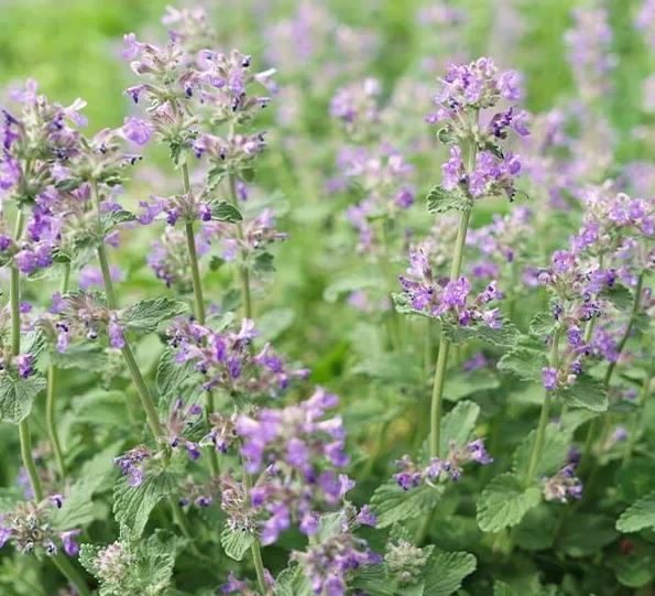 4 loại hoa là "kẻ thù truyền kiếp" của chuột- Ảnh 4.