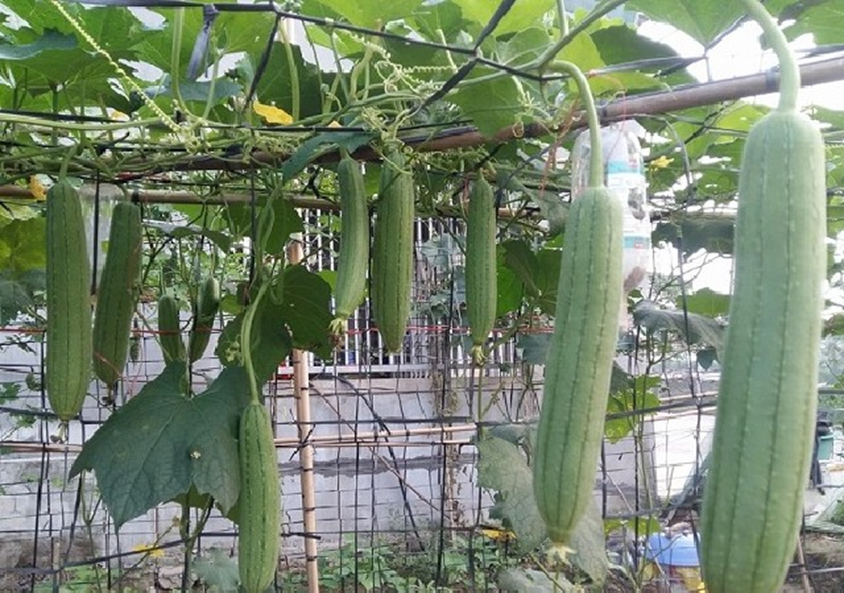 Đừng chỉ ăn quả, lá loại cây này quý như "nhân sâm người nghèo", ở quê mọc đầy bờ rào- Ảnh 2.