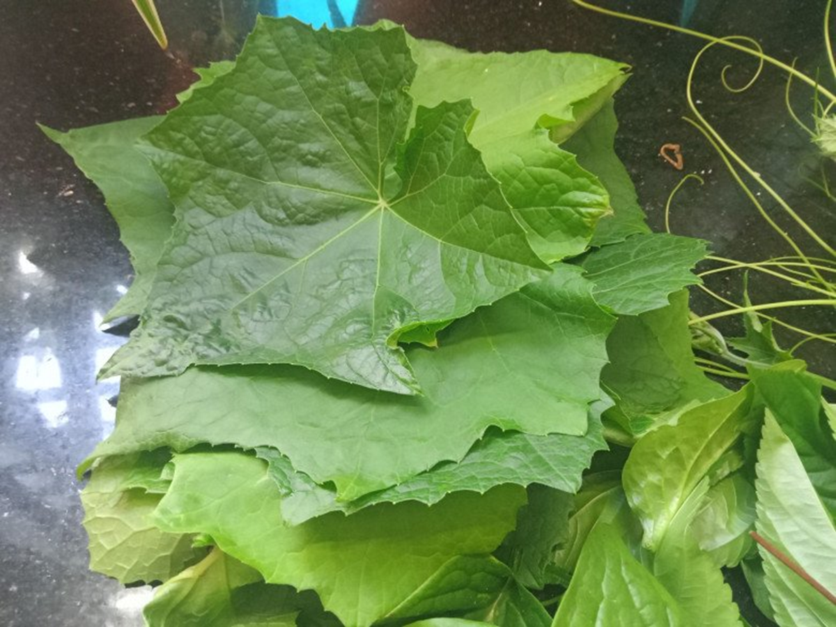 Đừng chỉ ăn quả, lá loại cây này quý như "nhân sâm người nghèo", ở quê mọc đầy bờ rào- Ảnh 1.