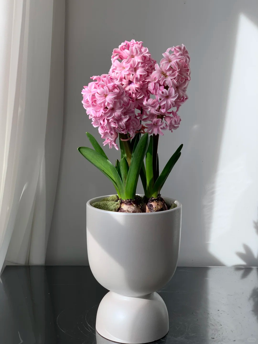 Nhiều chị em đang kháo nhau: Tết này nhất định phải trồng một chậu “hoa của các vị thần”, vừa thơm nhà vừa sang chảnh- Ảnh 16.