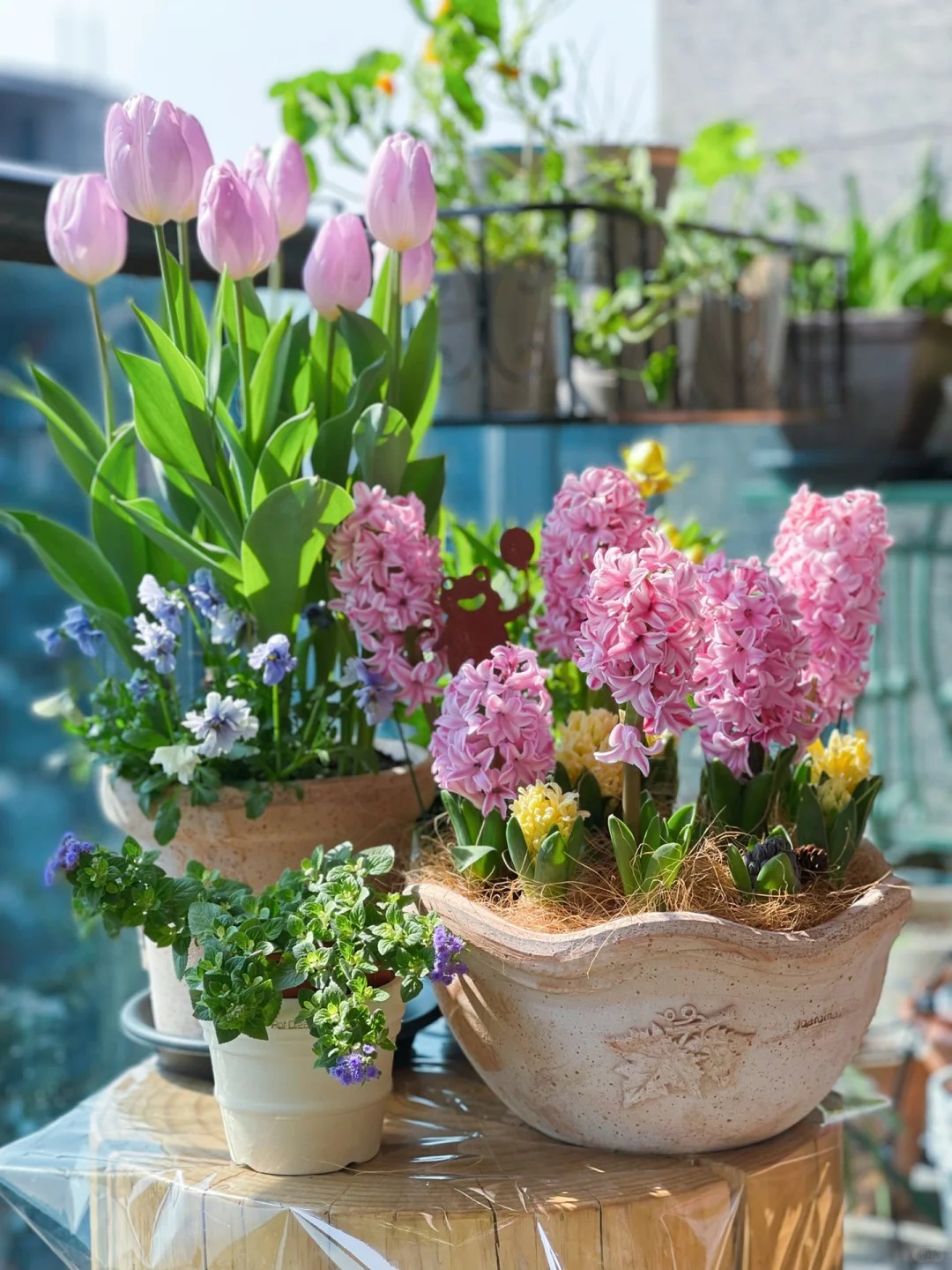 Nhiều chị em đang kháo nhau: Tết này nhất định phải trồng một chậu “hoa của các vị thần”, vừa thơm nhà vừa sang chảnh- Ảnh 3.