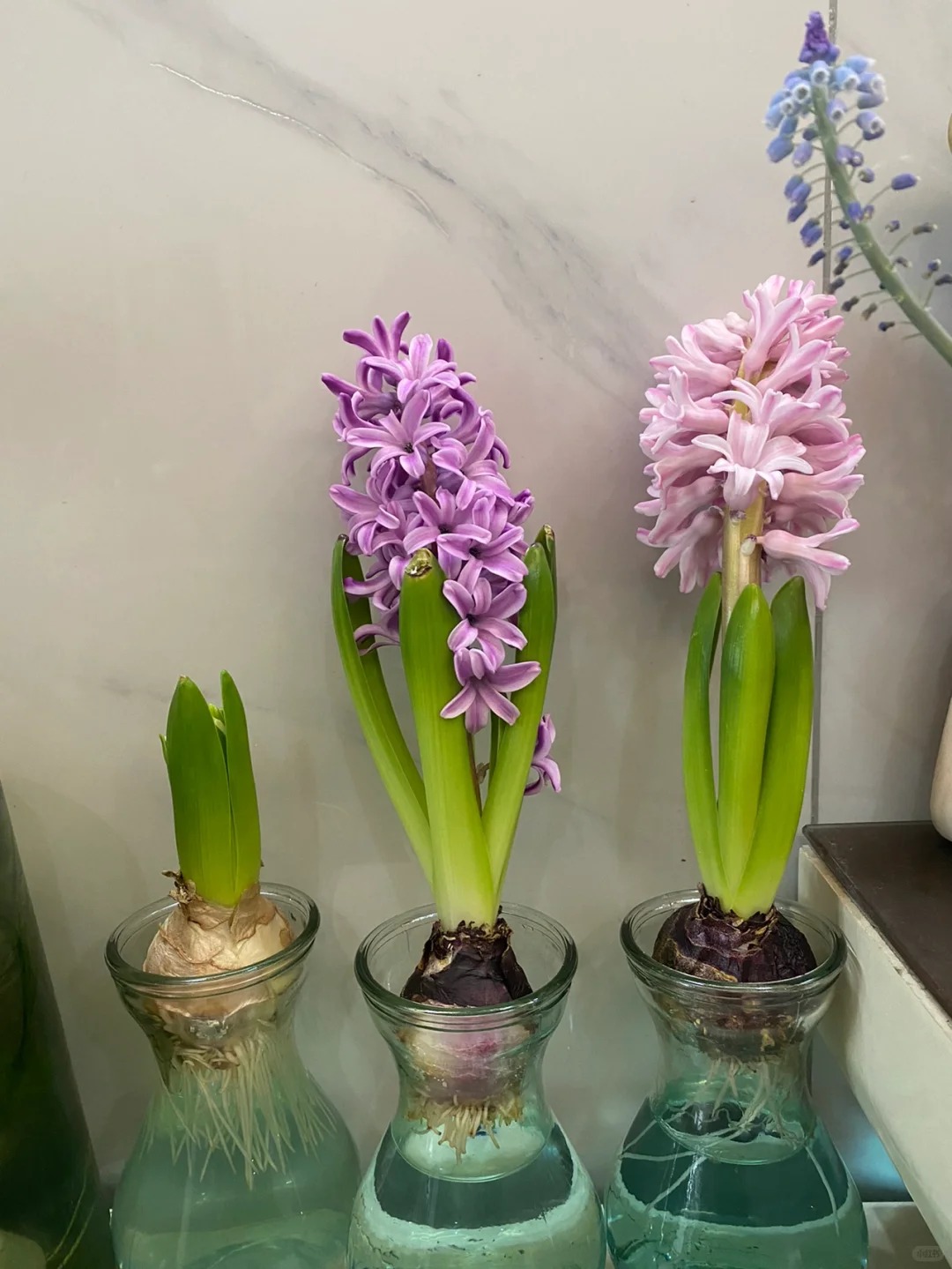 Nhiều chị em đang kháo nhau: Tết này nhất định phải trồng một chậu “hoa của các vị thần”, vừa thơm nhà vừa sang chảnh- Ảnh 17.