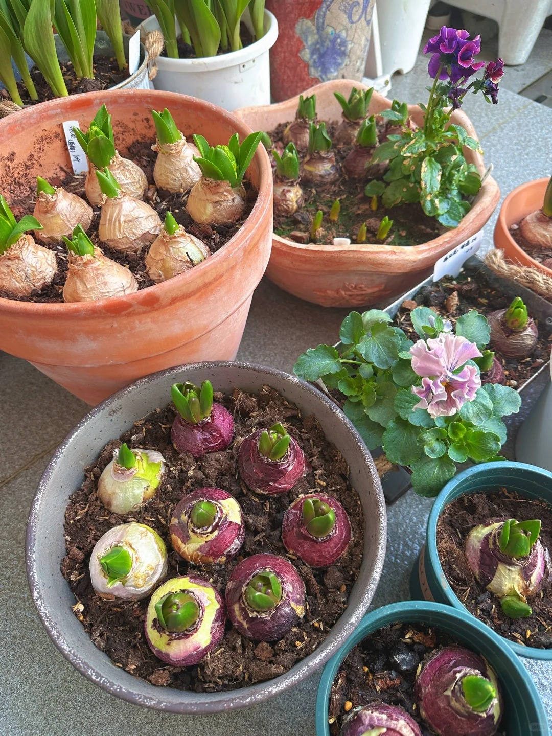 Nhiều chị em đang kháo nhau: Tết này nhất định phải trồng một chậu “hoa của các vị thần”, vừa thơm nhà vừa sang chảnh- Ảnh 26.