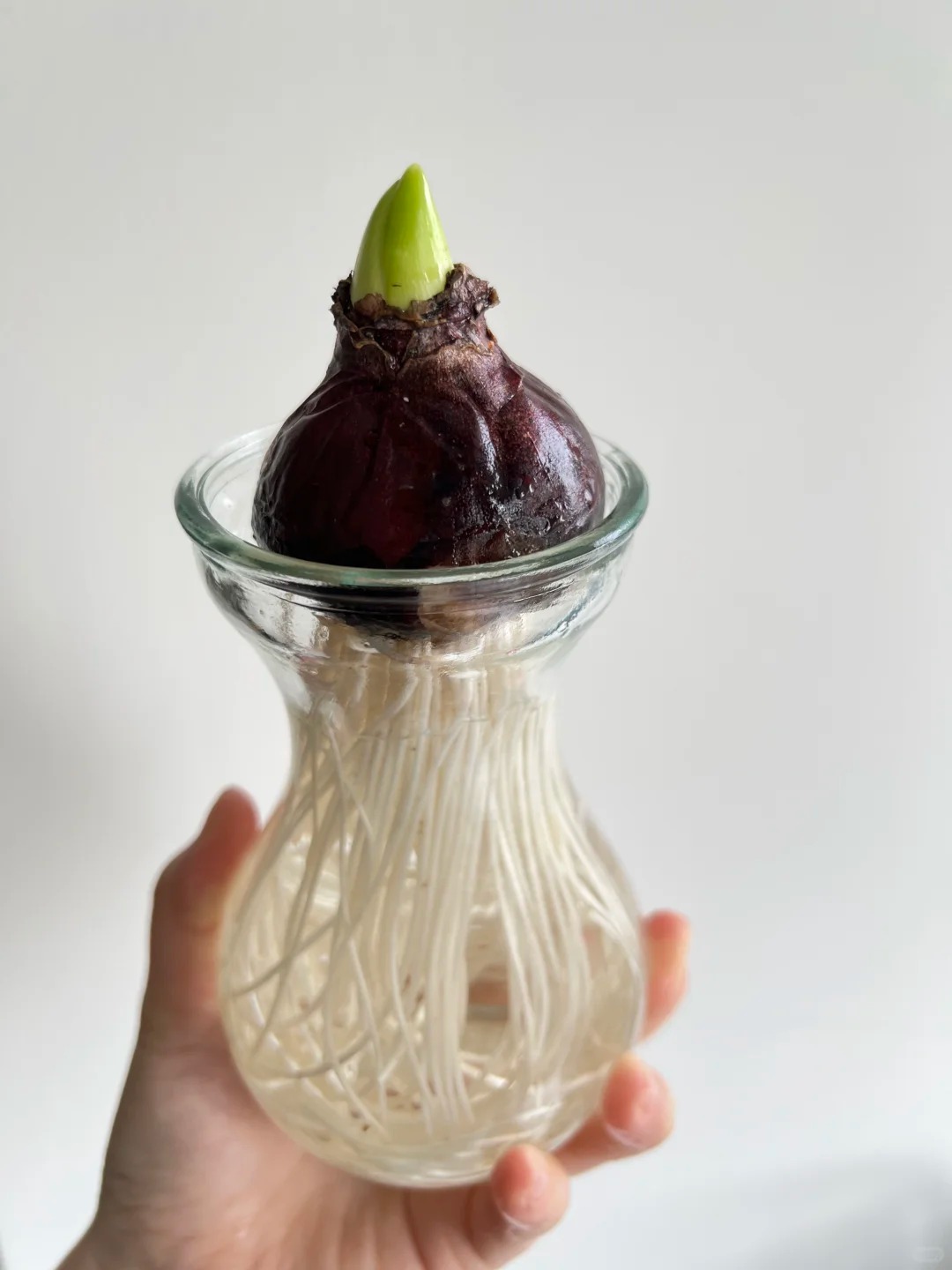 Nhiều chị em đang kháo nhau: Tết này nhất định phải trồng một chậu “hoa của các vị thần”, vừa thơm nhà vừa sang chảnh- Ảnh 21.