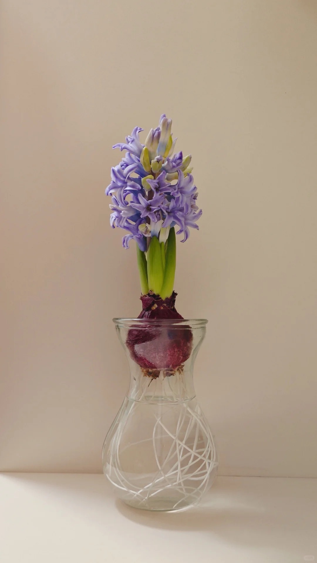 Nhiều chị em đang kháo nhau: Tết này nhất định phải trồng một chậu “hoa của các vị thần”, vừa thơm nhà vừa sang chảnh- Ảnh 22.