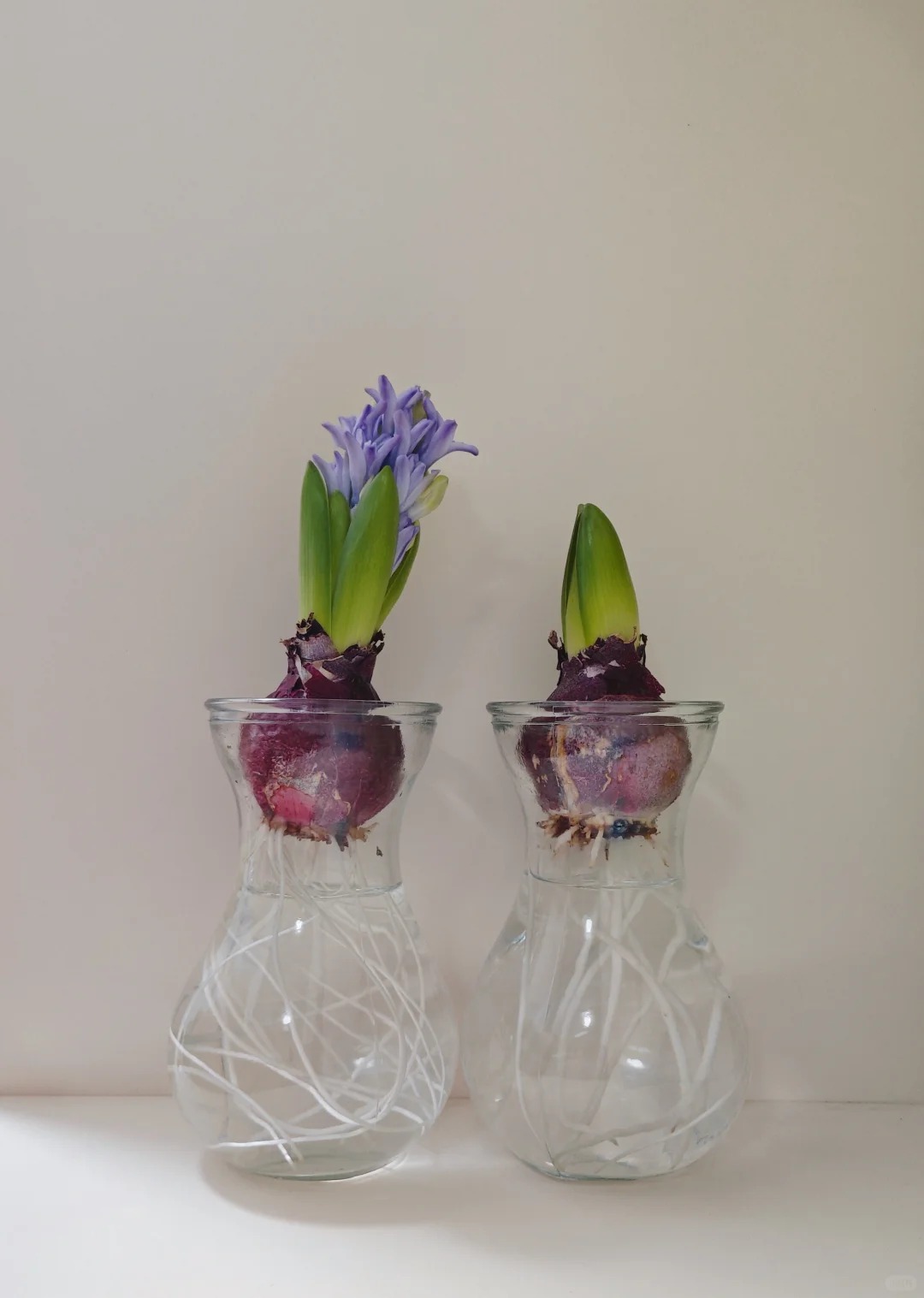 Nhiều chị em đang kháo nhau: Tết này nhất định phải trồng một chậu “hoa của các vị thần”, vừa thơm nhà vừa sang chảnh- Ảnh 23.