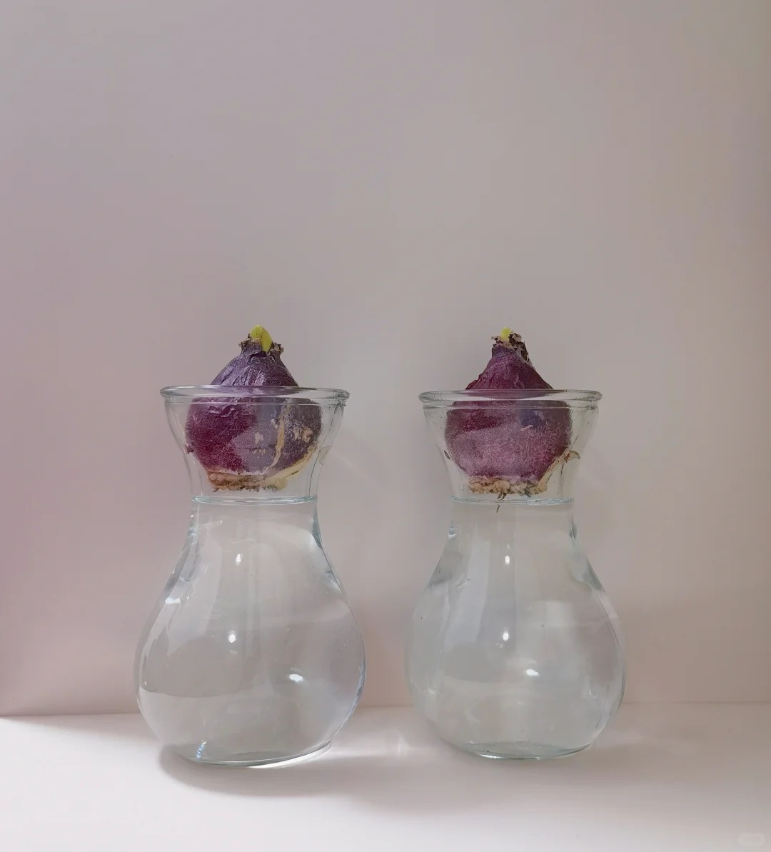 Nhiều chị em đang kháo nhau: Tết này nhất định phải trồng một chậu “hoa của các vị thần”, vừa thơm nhà vừa sang chảnh- Ảnh 25.