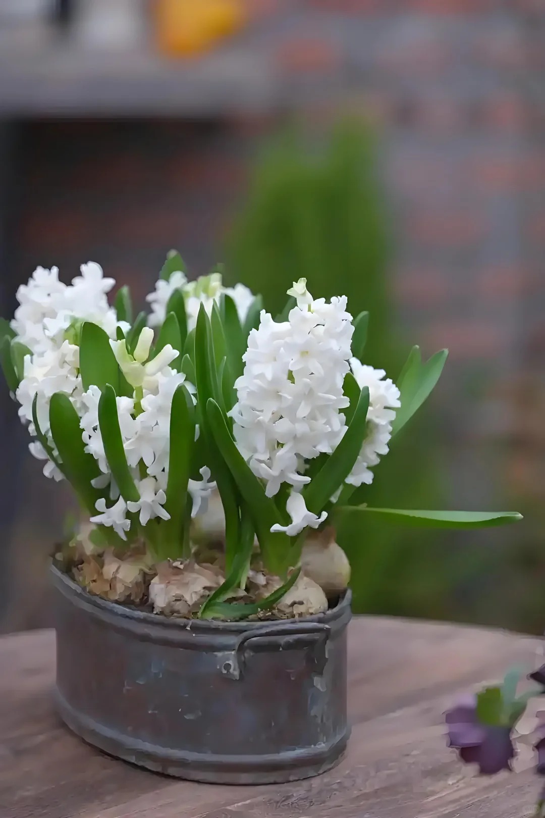 Nhiều chị em đang kháo nhau: Tết này nhất định phải trồng một chậu “hoa của các vị thần”, vừa thơm nhà vừa sang chảnh- Ảnh 12.