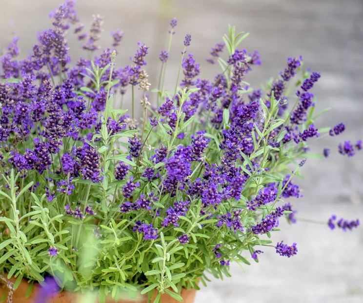 4 loại hoa là "kẻ thù truyền kiếp" của chuột- Ảnh 1.