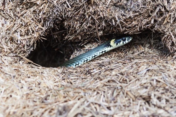 10 dấu hiệu cho thấy rắn có thể đã bò vào nhà hoặc sân vườn, gia chủ cần biết để giữ an toàn- Ảnh 4.