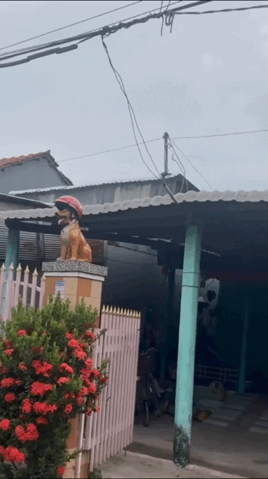 "Đặc sản" trước cửa nhà người miền Tây, cả nước ít người hiểu- Ảnh 5.