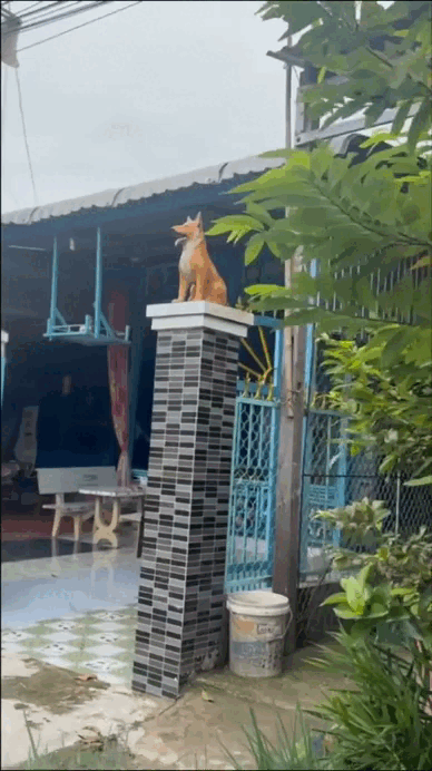 "Đặc sản" trước cửa nhà người miền Tây, cả nước ít người hiểu- Ảnh 4.