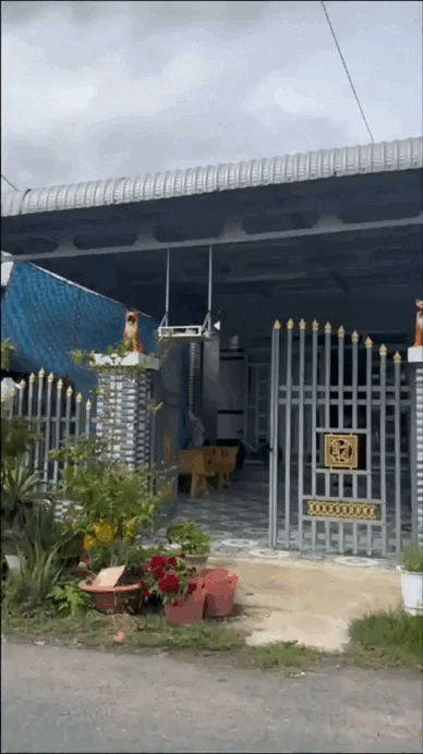 "Đặc sản" trước cửa nhà người miền Tây, cả nước ít người hiểu- Ảnh 1.