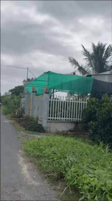 "Đặc sản" trước cửa nhà người miền Tây, cả nước ít người hiểu- Ảnh 6.