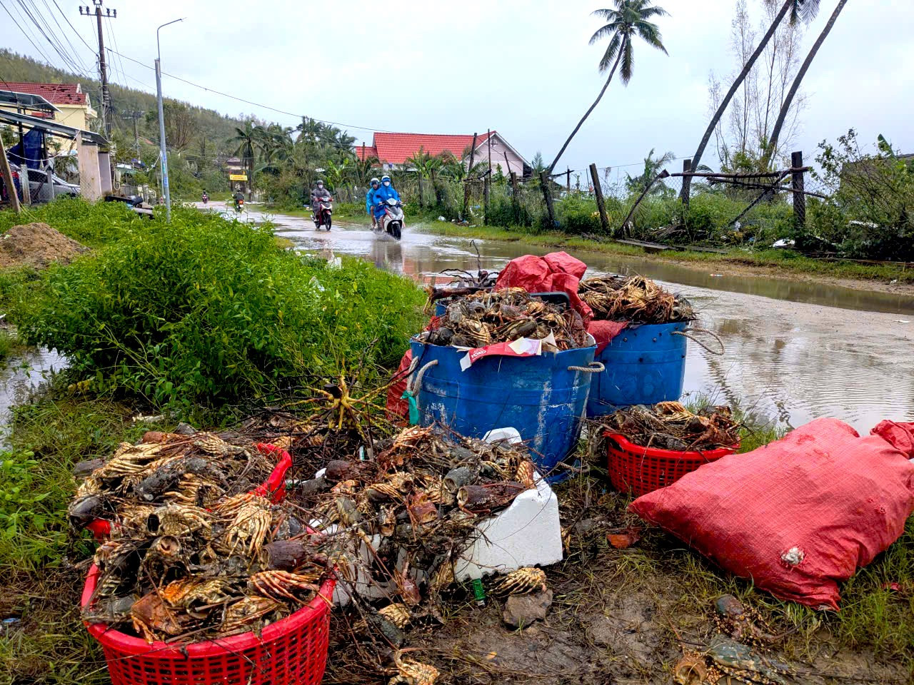 Tôm hùm chết sạch, chất đống bốc mùi hôi thối sau lũ- Ảnh 1.