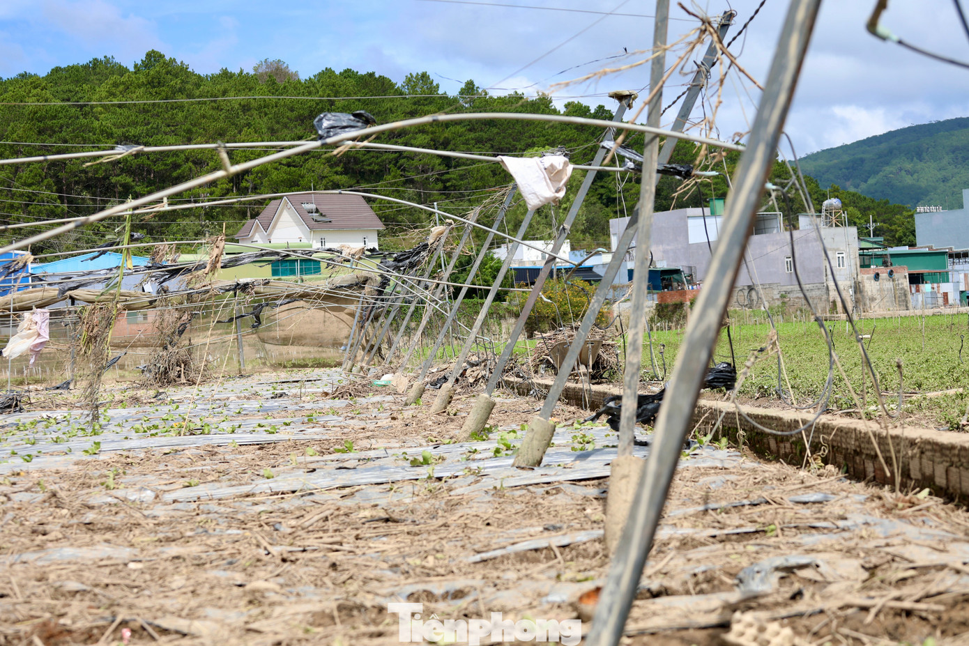 Tan hoang thủ phủ rau Lâm Đồng- Ảnh 5.