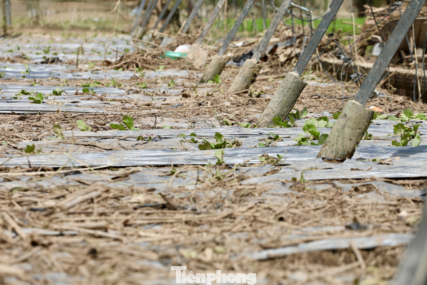 Tan hoang thủ phủ rau Lâm Đồng- Ảnh 27.