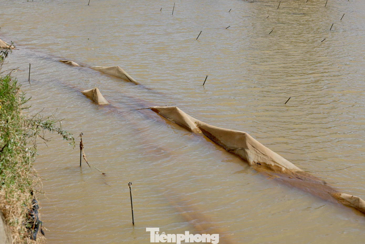 Tan hoang thủ phủ rau Lâm Đồng- Ảnh 23.