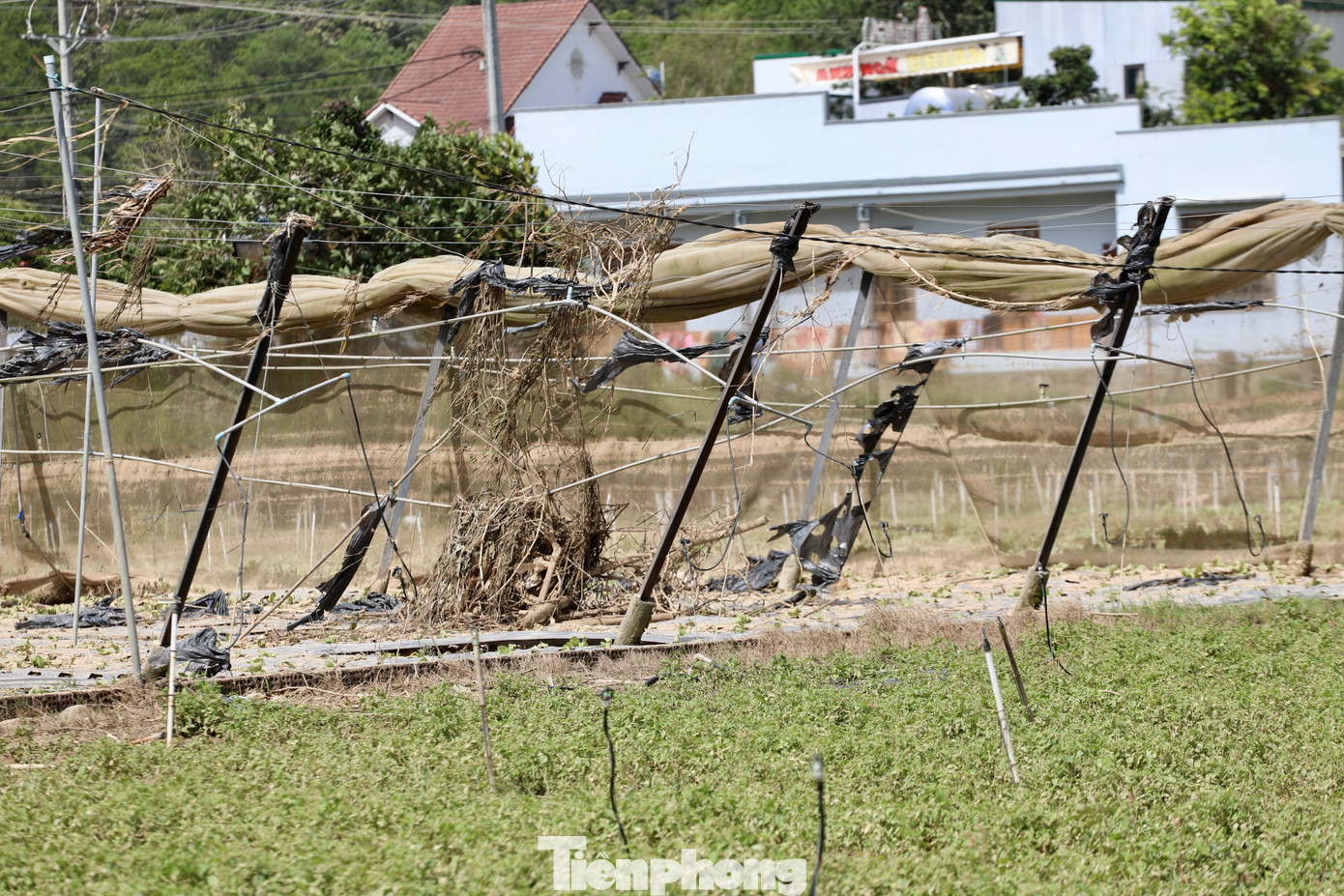 Tan hoang thủ phủ rau Lâm Đồng- Ảnh 6.
