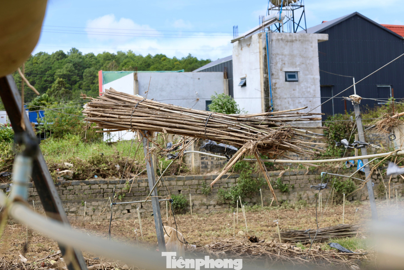 Tan hoang thủ phủ rau Lâm Đồng- Ảnh 7.