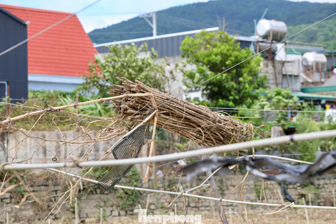 Tan hoang thủ phủ rau Lâm Đồng- Ảnh 14.