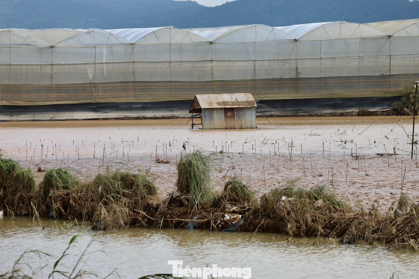 Tan hoang thủ phủ rau Lâm Đồng- Ảnh 19.