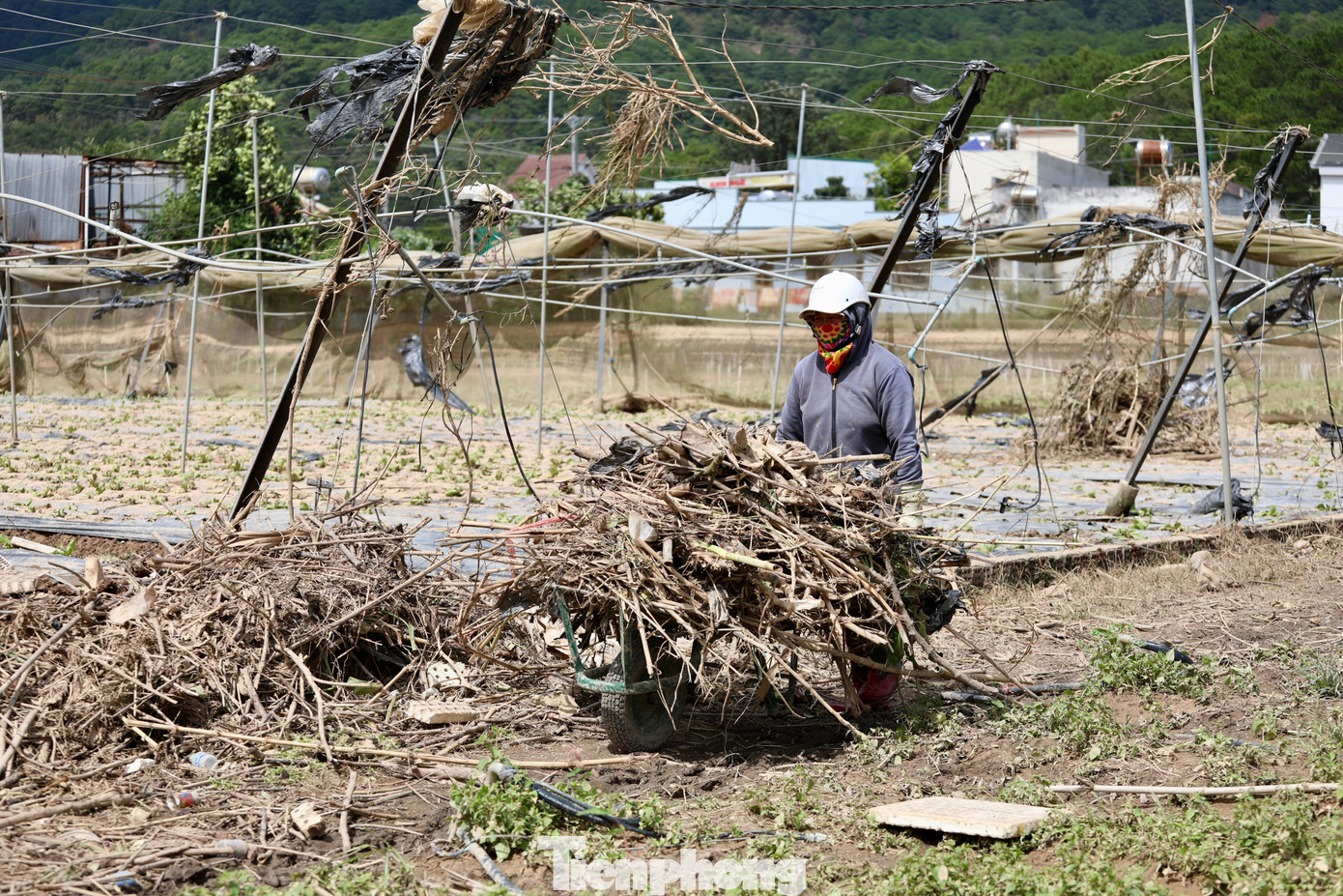 Tan hoang thủ phủ rau Lâm Đồng- Ảnh 26.